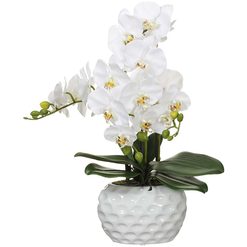 Phalaenopsis Orchid Plant in Ceramic Pot White, 22in