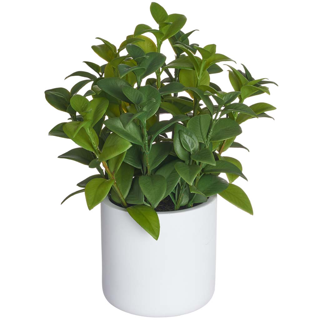 Lipstick Vine Plant in Poly Resin Pot Green, 11in