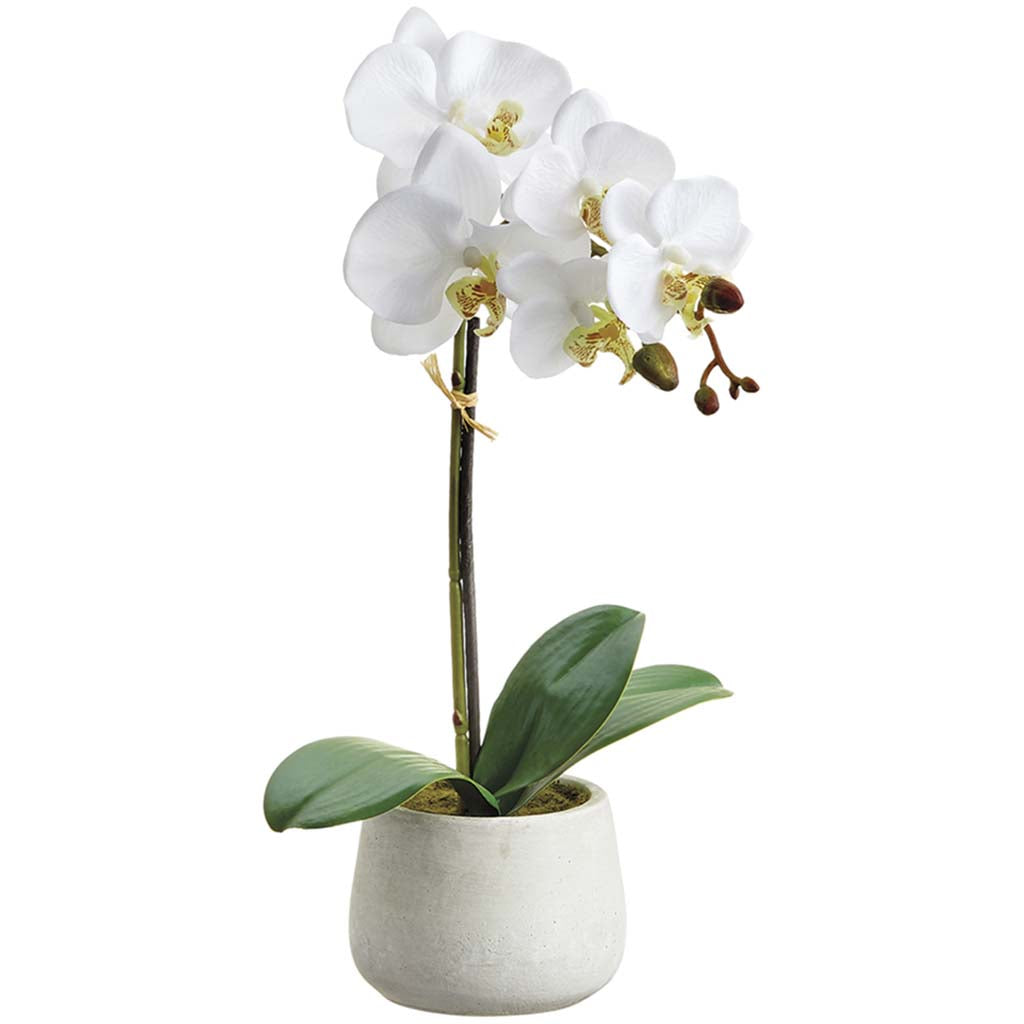 Orchid Plant With 7 Flowers And 3 Buds in Cement Pot White 16in