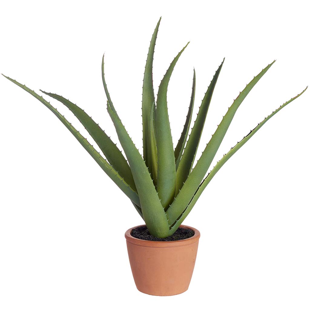 Agave in Cement Pot Green, 17in