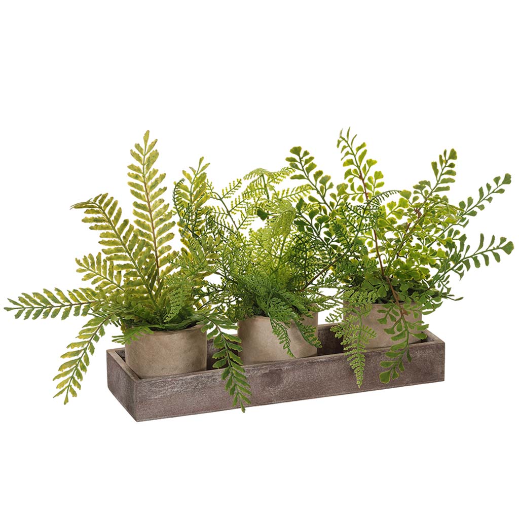 Mixed Fern in Mache Pot x3 With Tray Set Green 10"Hx4"Wx12.5"L