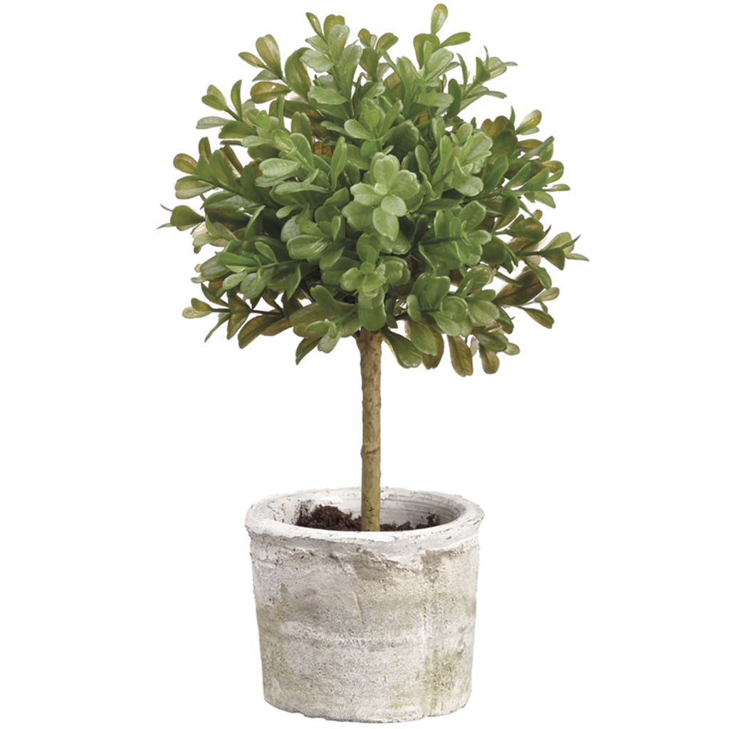 Boxwood Topiary in Clay Pot Green, 12in