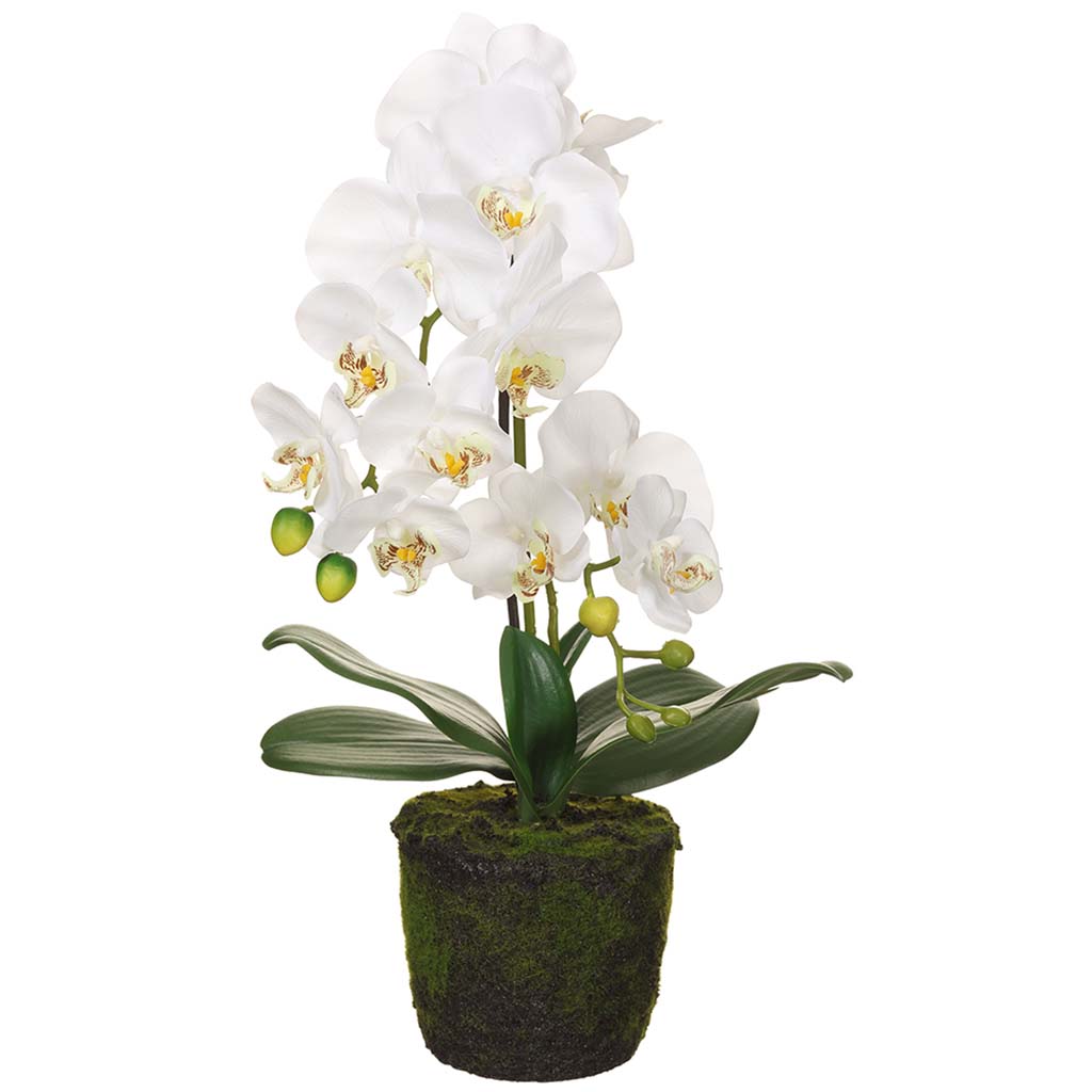 Phalaenopsis Orchid Plant With Soil And Moss White, 19in