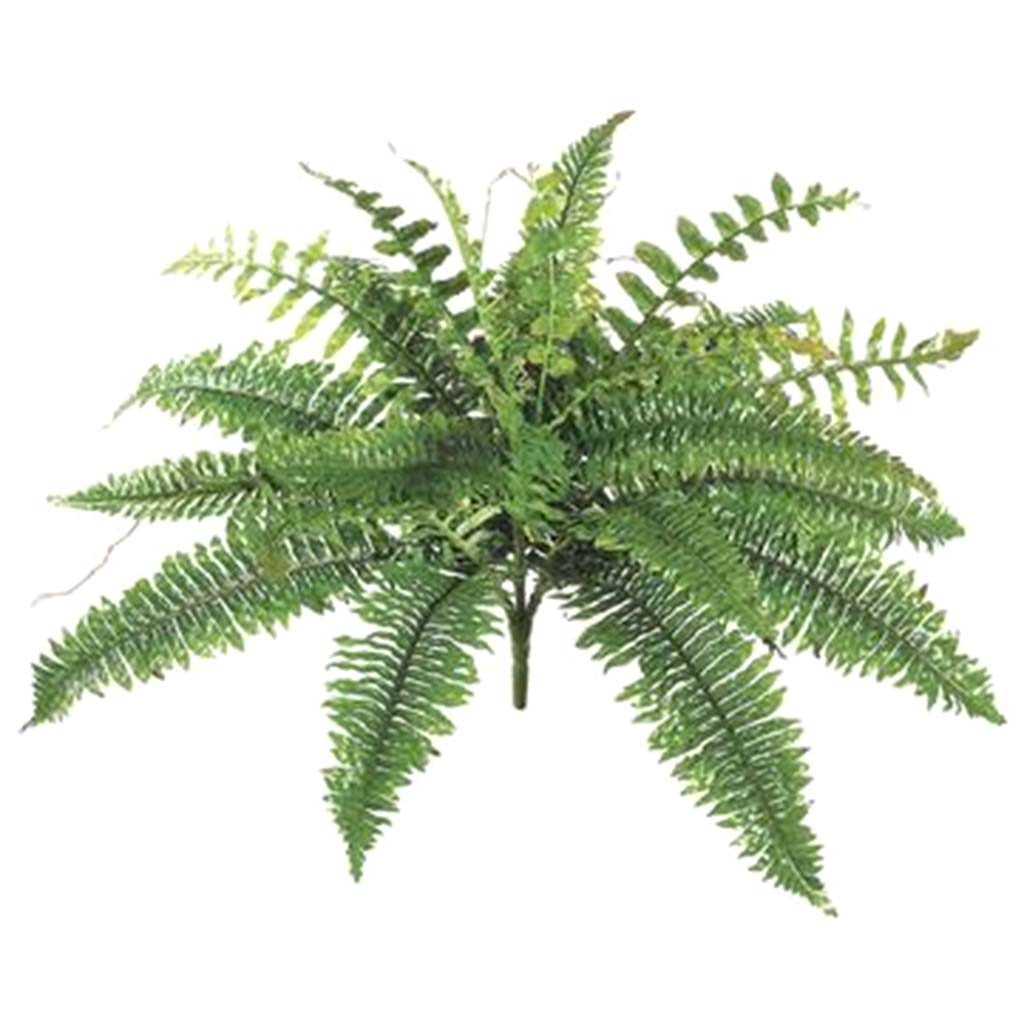 New Boston Fern Bush x24, 19in