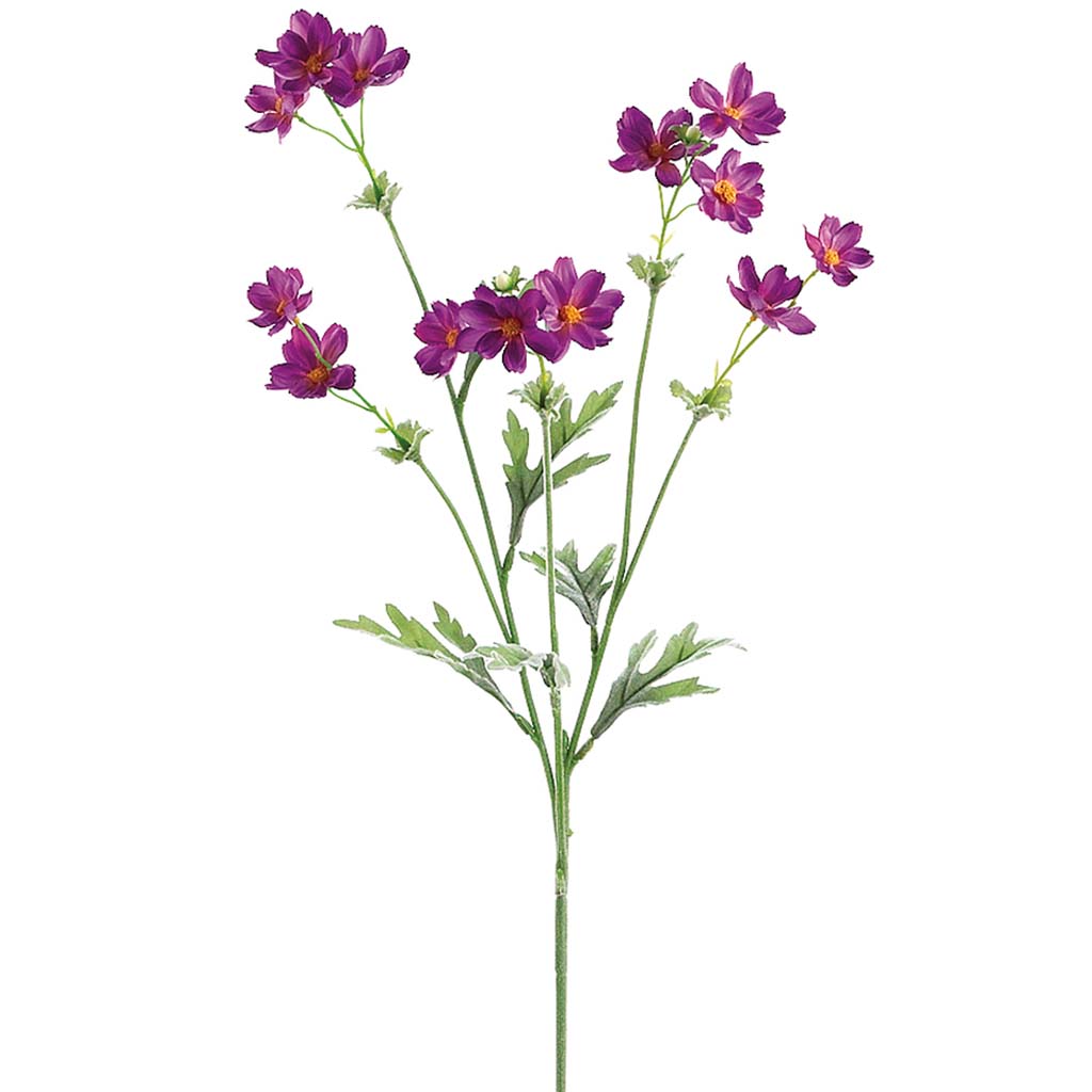 Baby Cosmos Spray x5 27.5in Purple