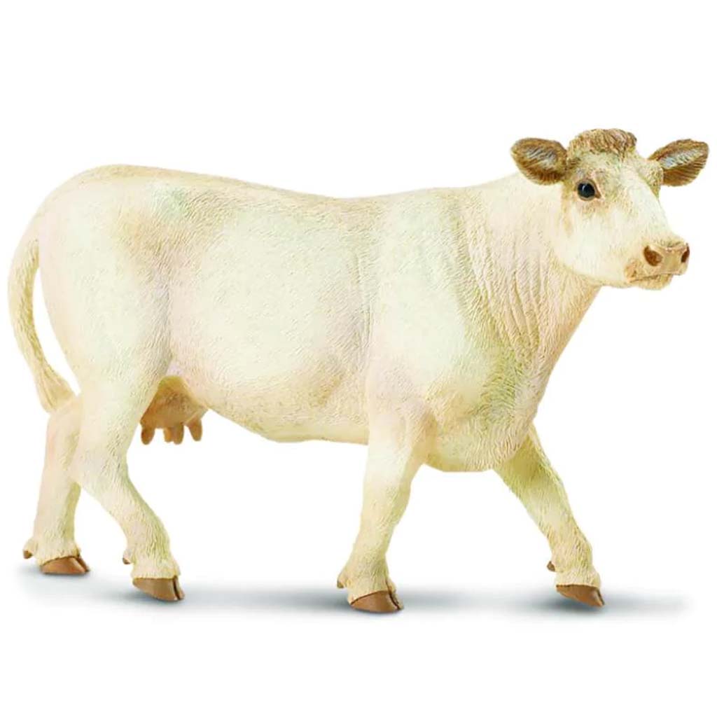 Charolais Cow 