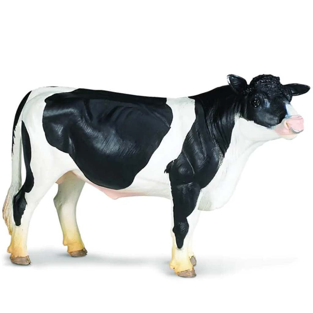 Holstein Bull 