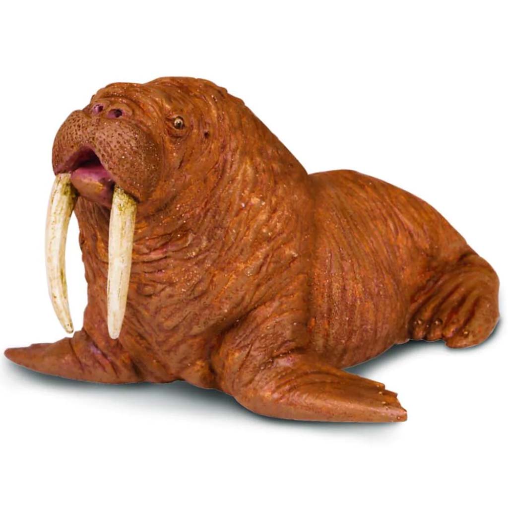 Walrus 