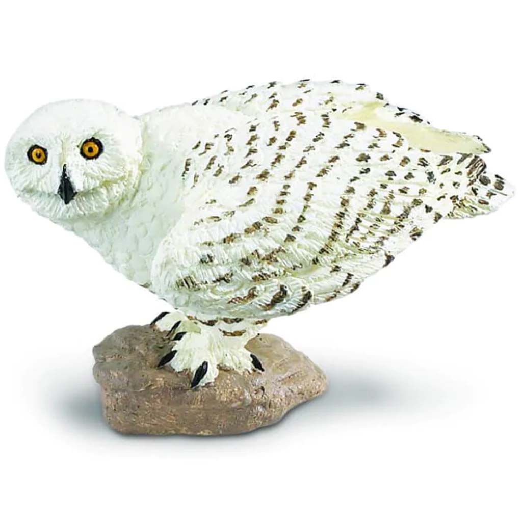 Snowy Owl 