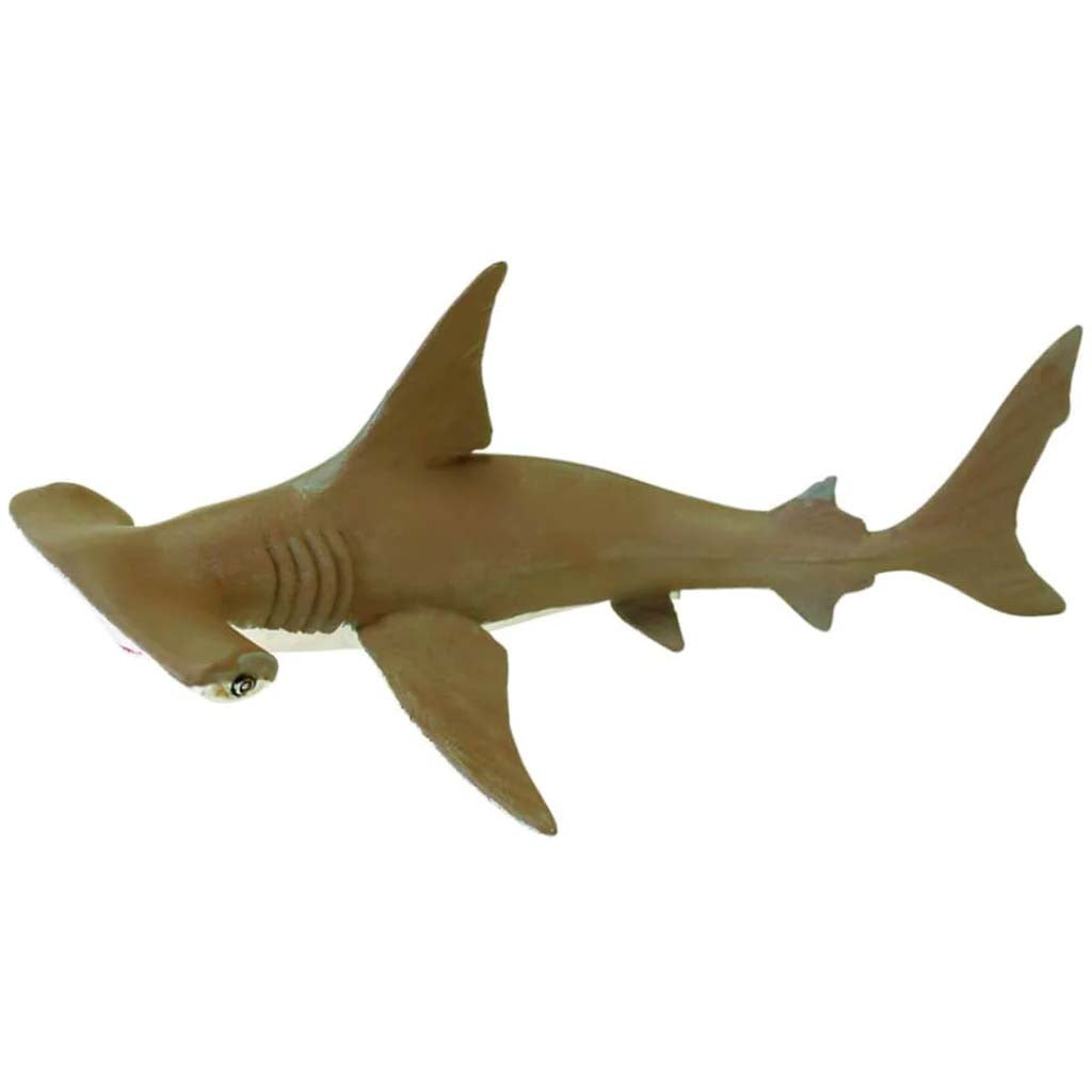 Hammerhead Shark Baby 