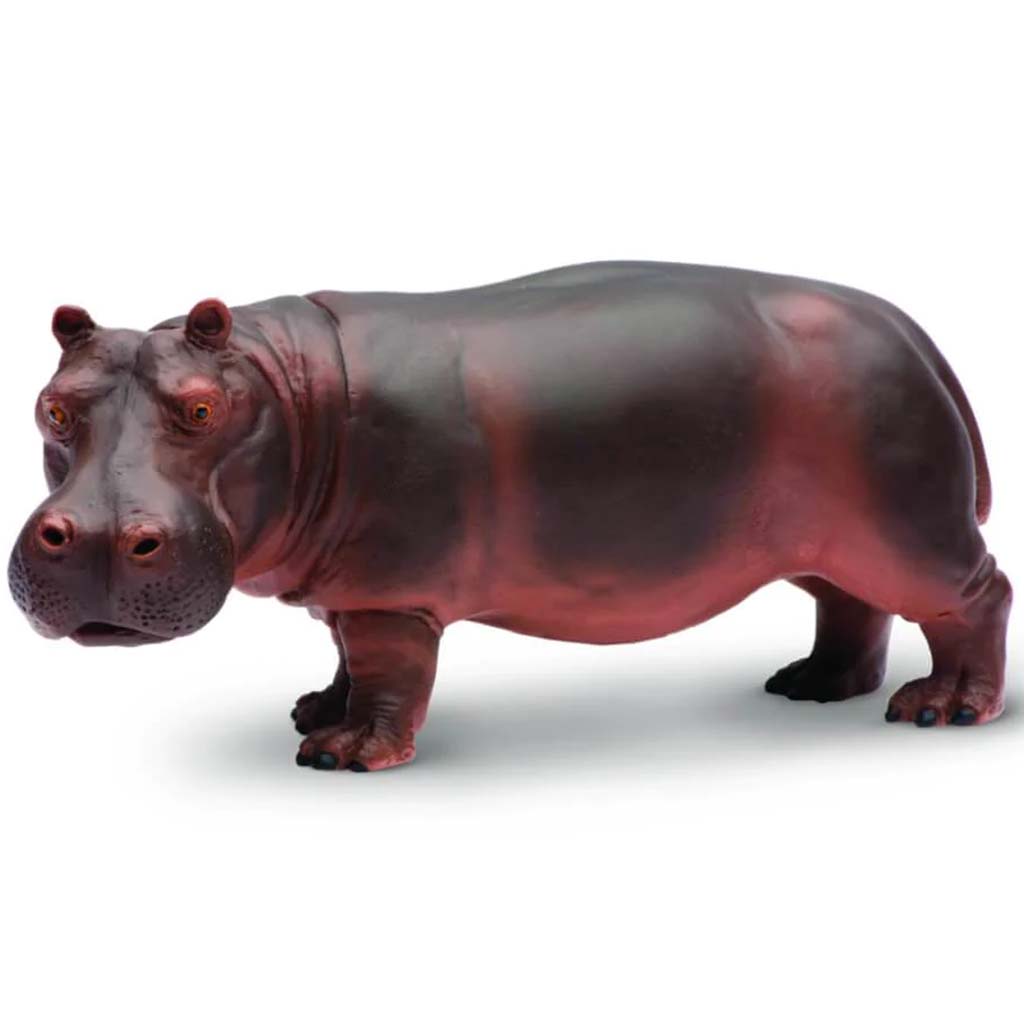 Hippopotamus 