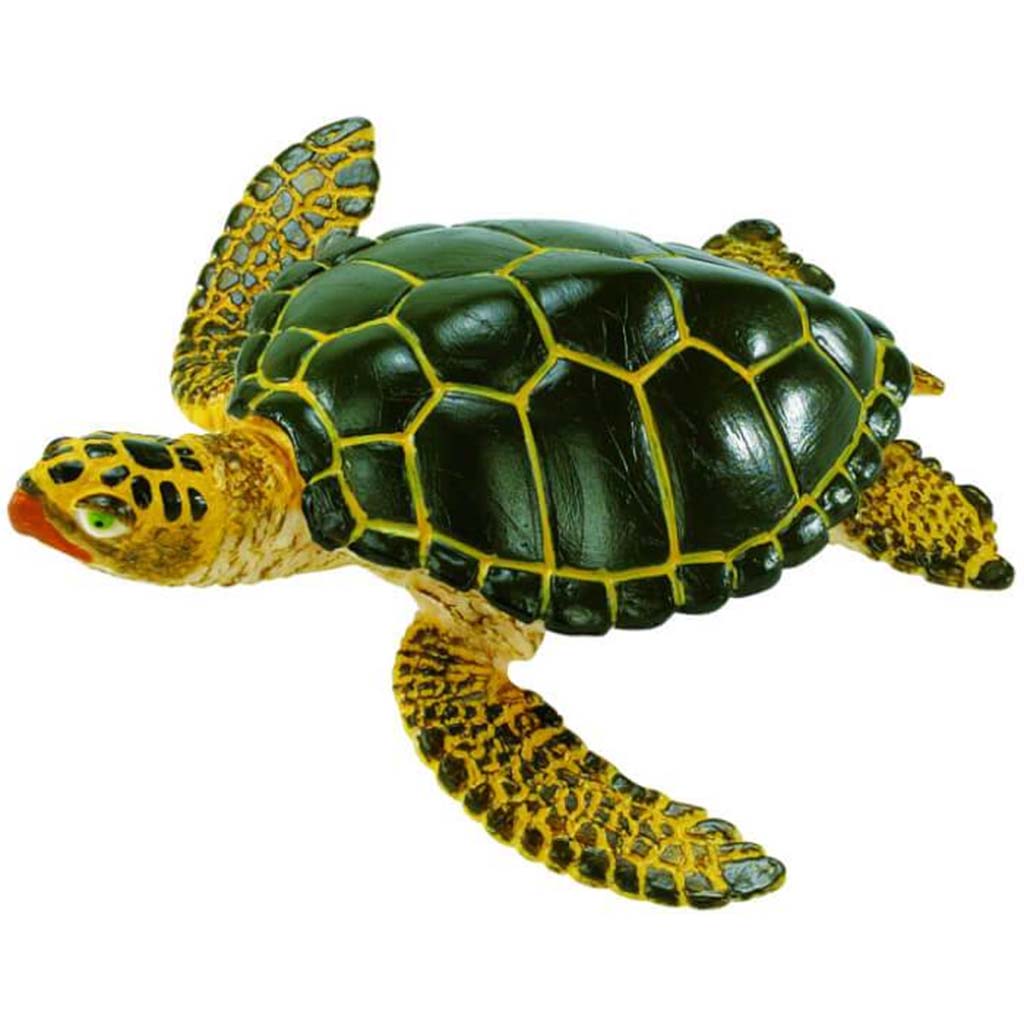 Green Sea Turtle 