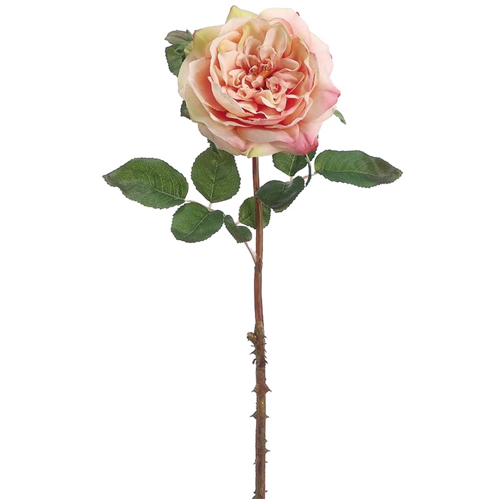 English Rose Spray 20in Peach Cream