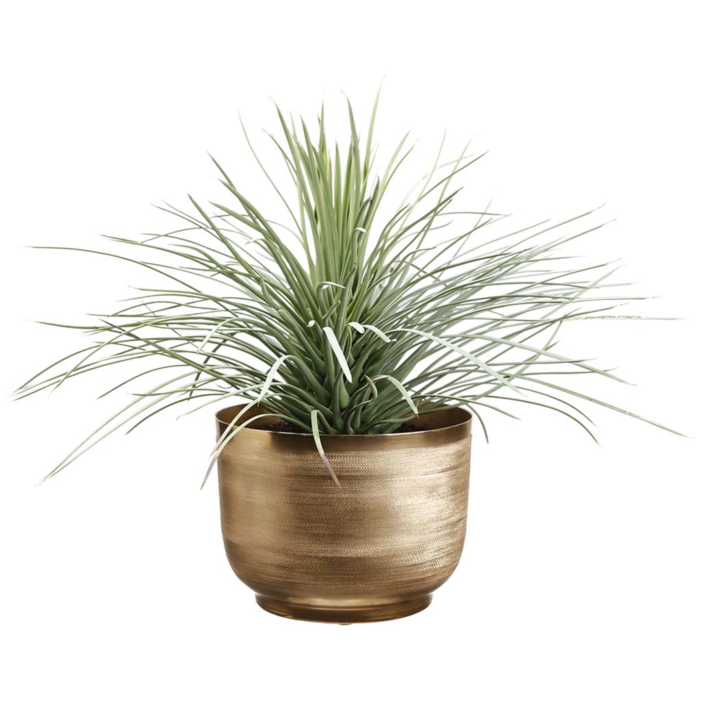 Whipple Yucca Plant In Pot, 23in H x 27in W x 27in L