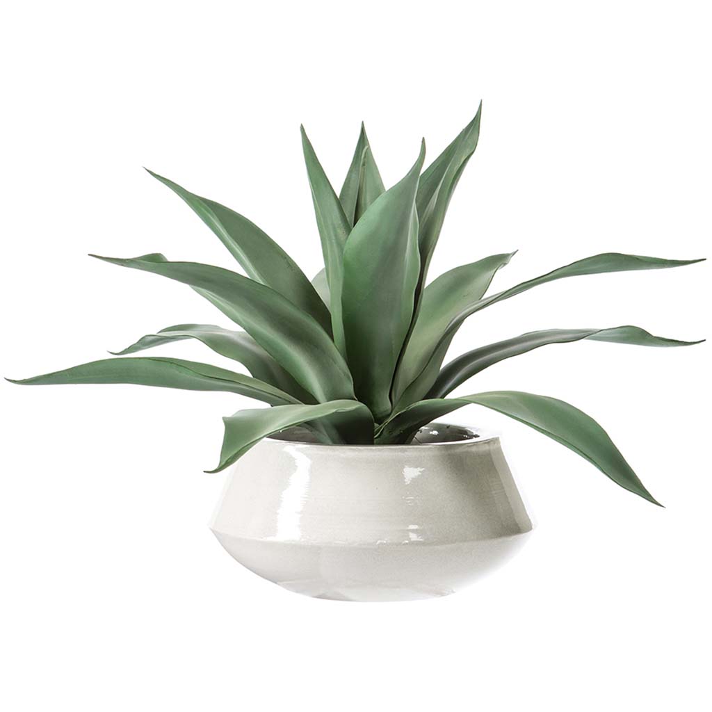 Agave in Pot, 20.5in H x 30in W x 32in L