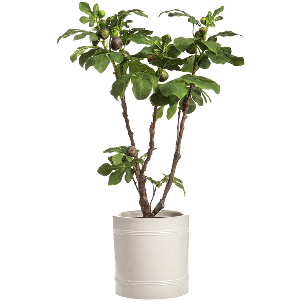 Fig Tree In Pot, 46in H x 34in W x 26in L