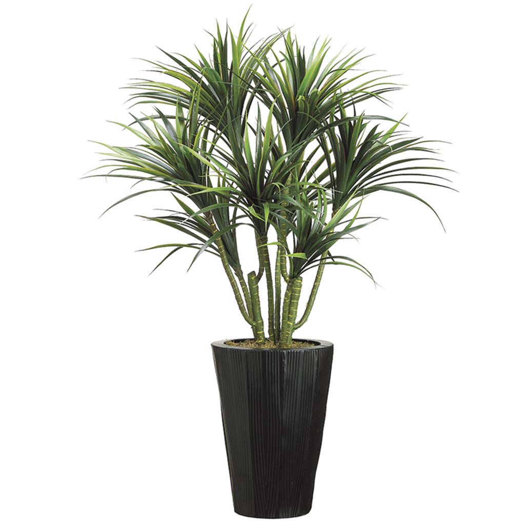 Dracena In Metal Container, 4.5ft