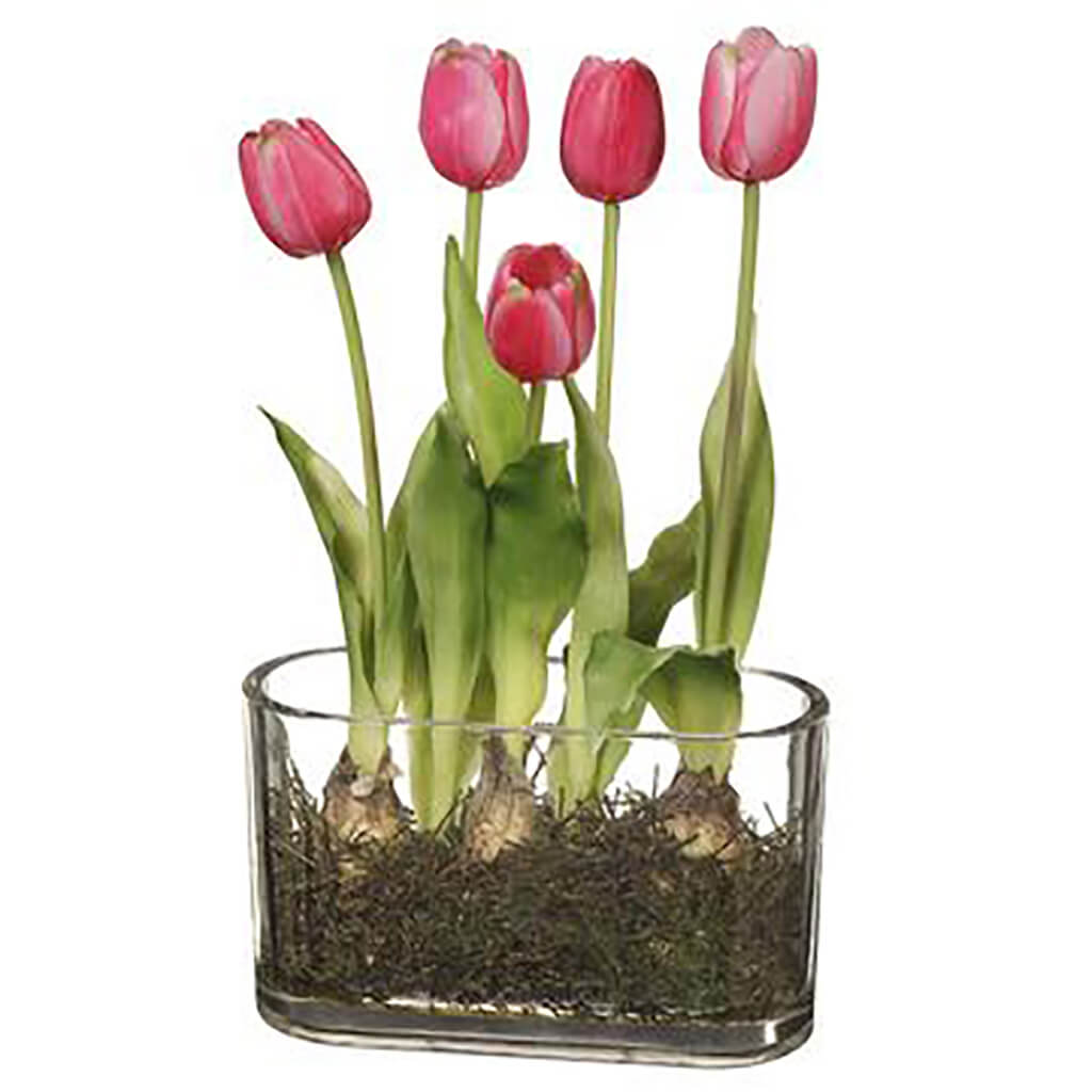 Tulip in Glass Vase With Bulb Pink, 13in