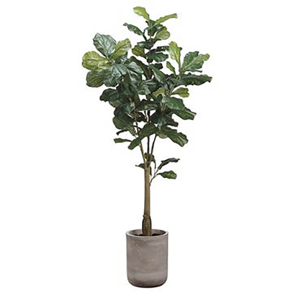 Fiddle Leaf Tree in Fiber Cement Planter Green, 5.5ft