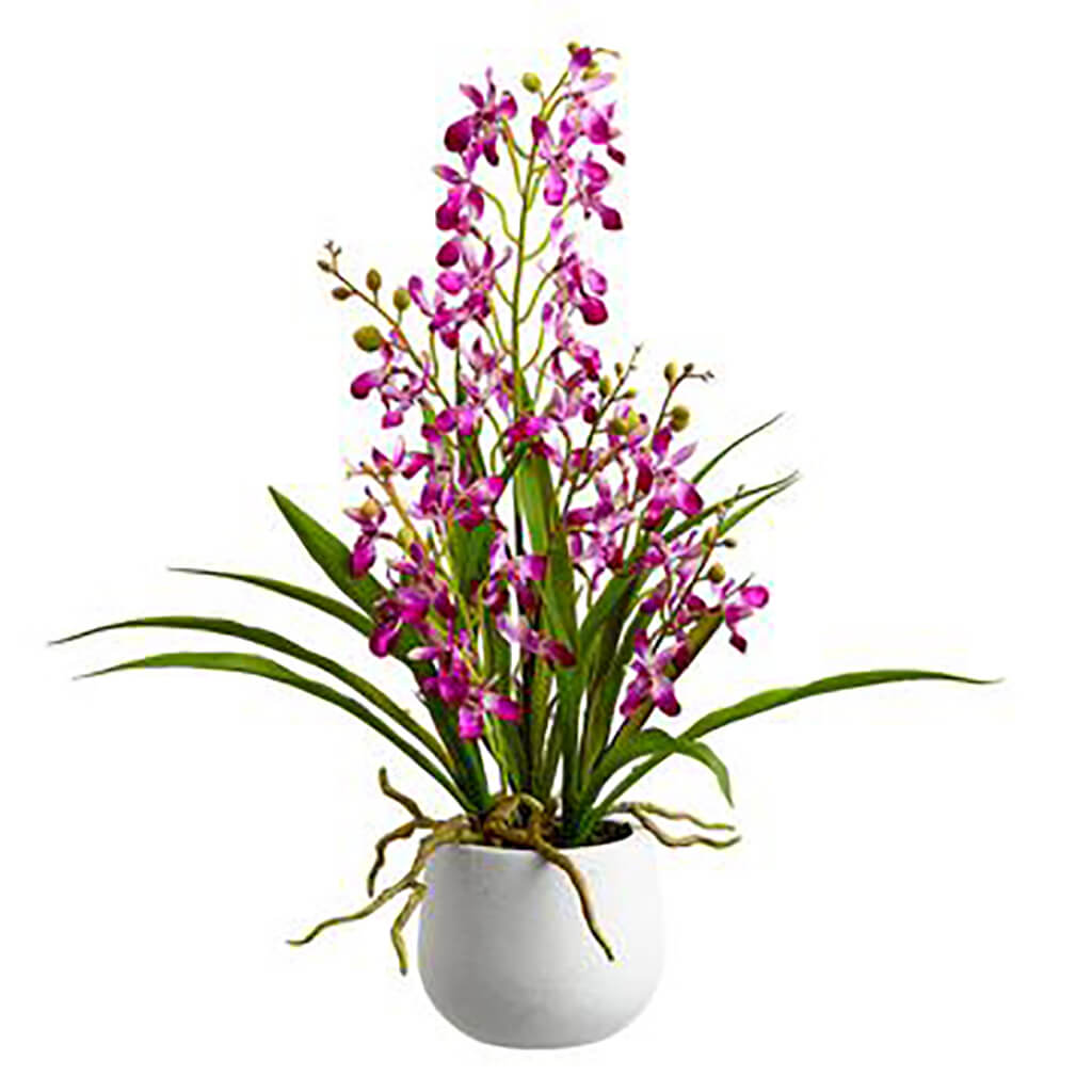 Mini Cymbidum Orchid Plant in Ceramic Pot Two Tone Orchid, 22in