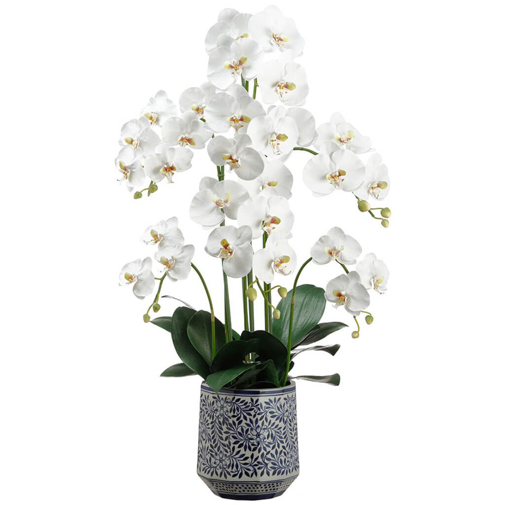 Phalaenopsis Orchid Plant in Ceramic Vase 37in