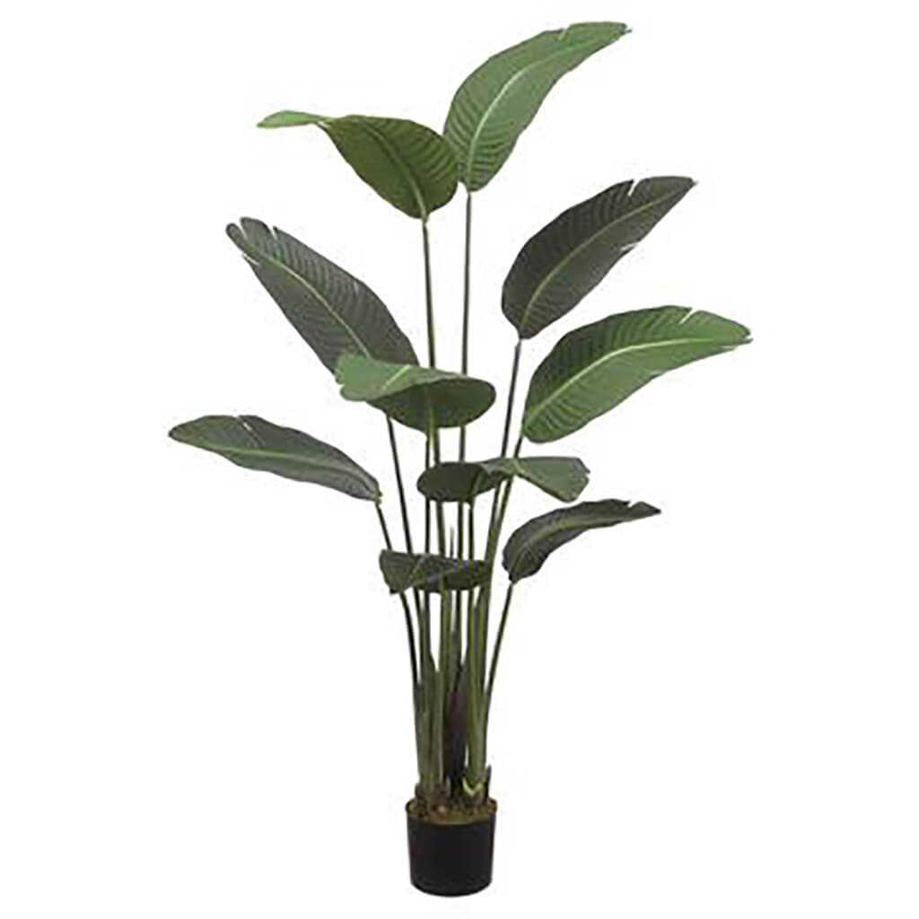 Bird of Paradise Plant With 10 Leaves in Pot Green, 60in