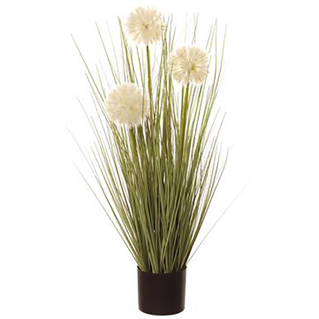 Dandelion Grass in Plastic Nursery Pot White Green, 24in