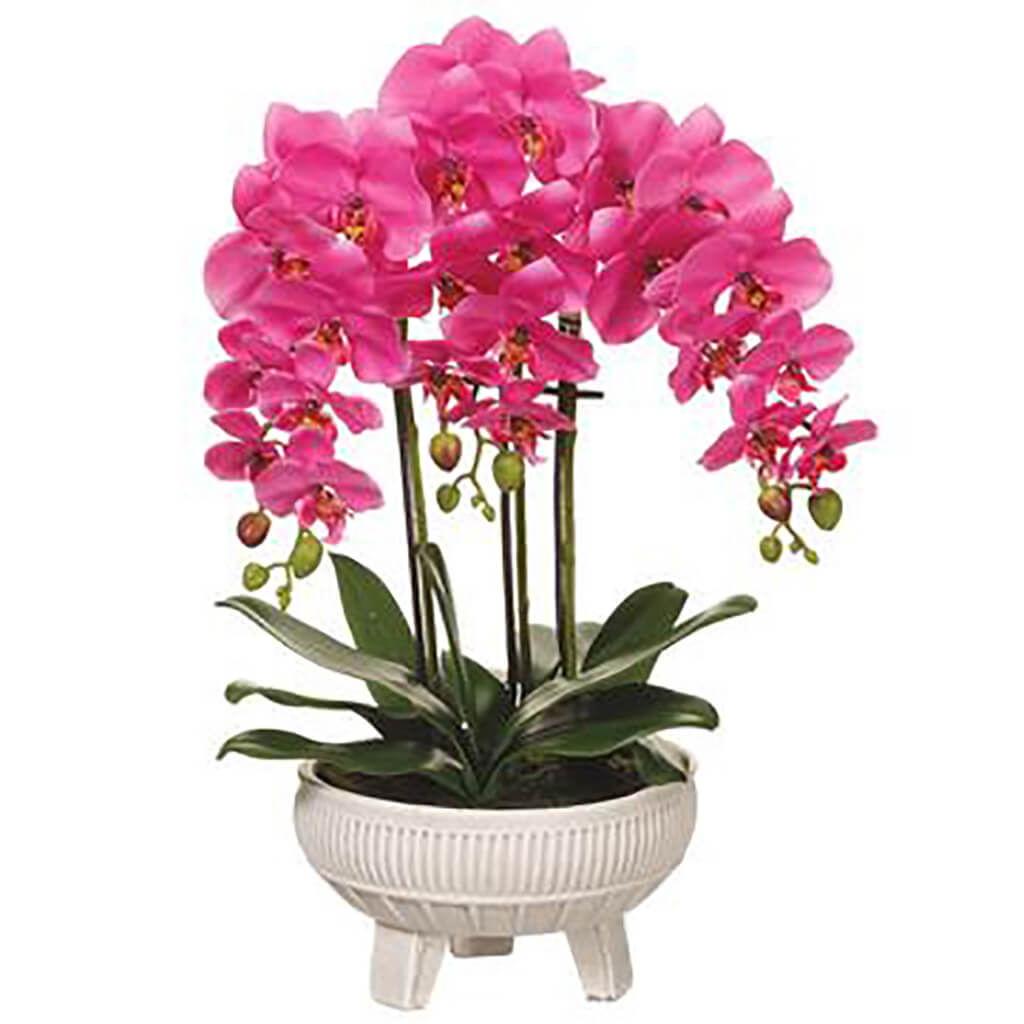 Phalaenopsis Orchid Plant in Ceramic Pot Orchid, 22in