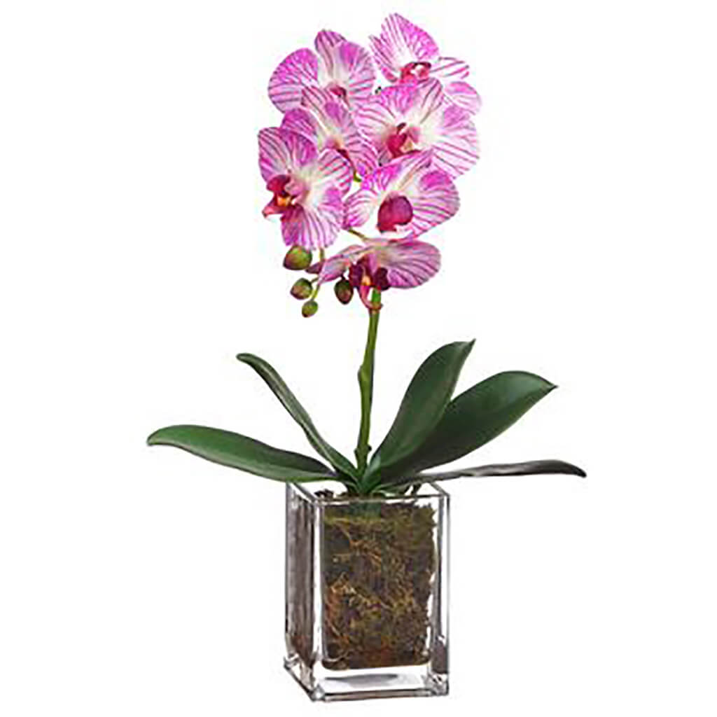 Mini Phalaenopsis Orchid in Glass Vase Orchid, 17in