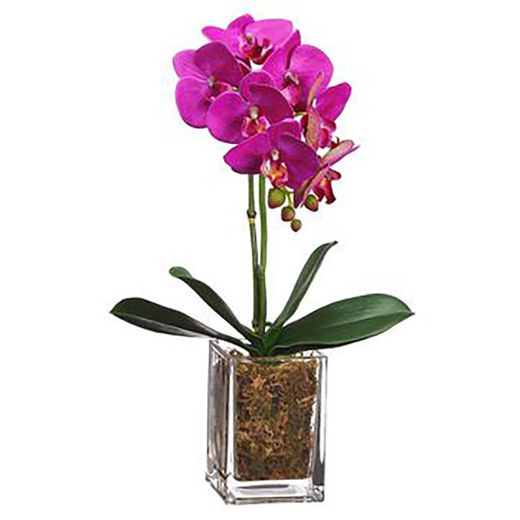 Mini Phalaenopsis Orchid in Glass Vase Orchid, 17in