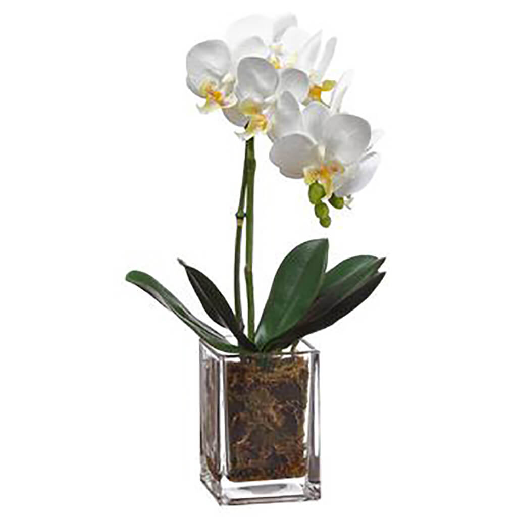 Mini Phalaenopsis Orchid in Glass Vase White, 17in