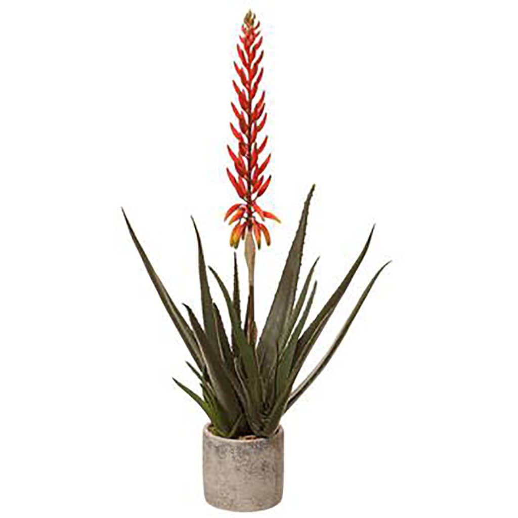 Blooming Agave Plant in Cement Pot Green Red, 30in