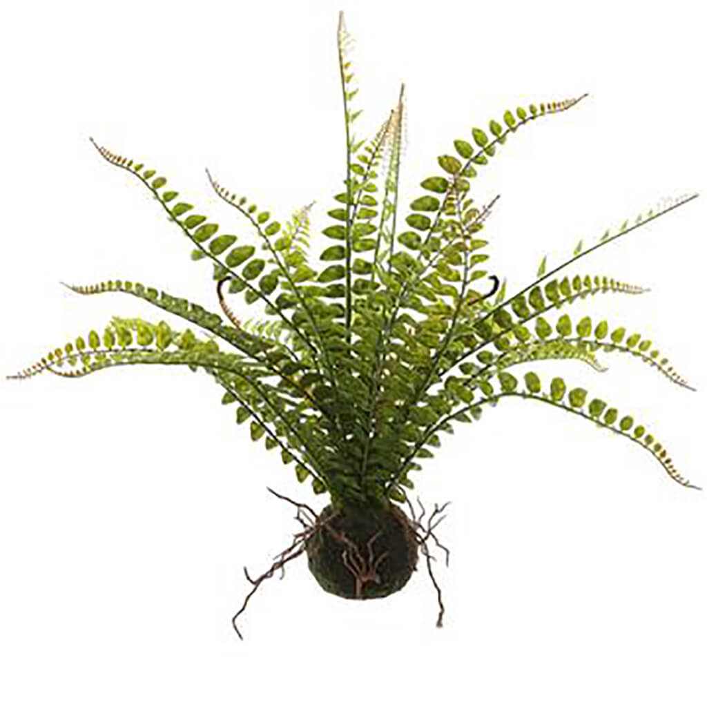 Fern With Soil Green, 19in