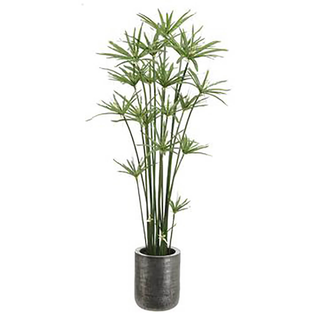 Cypress Grass Tree in Pot, 64in