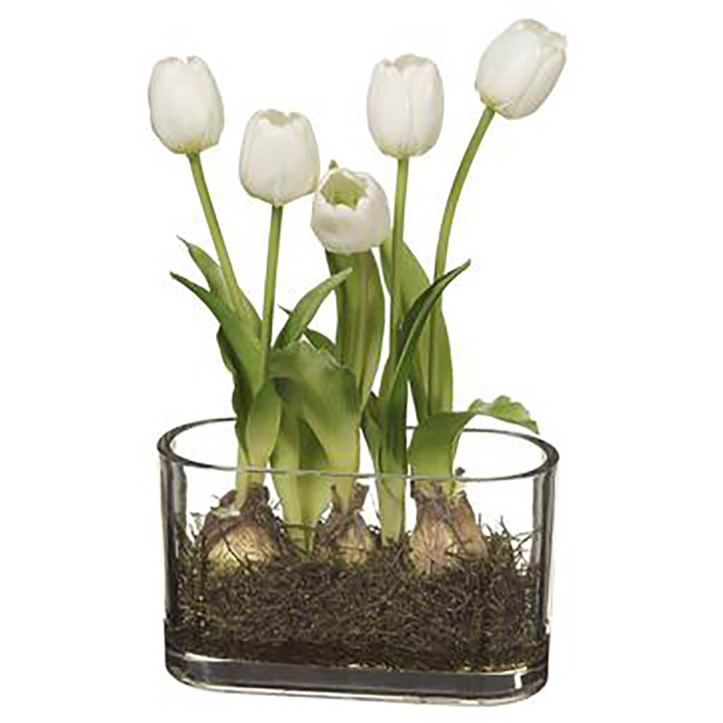Tulip in Glass Vase With Bulb White, 13in