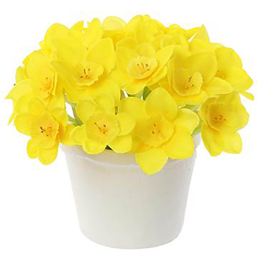 Narcissus in Mgo Planter Yellow, 4.5in