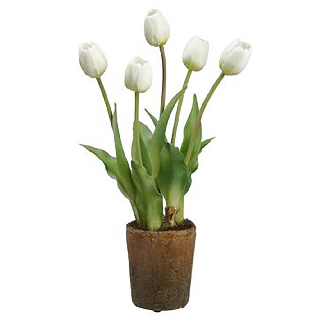 Tulip With Bulb in Cement Pot White, 15.5in