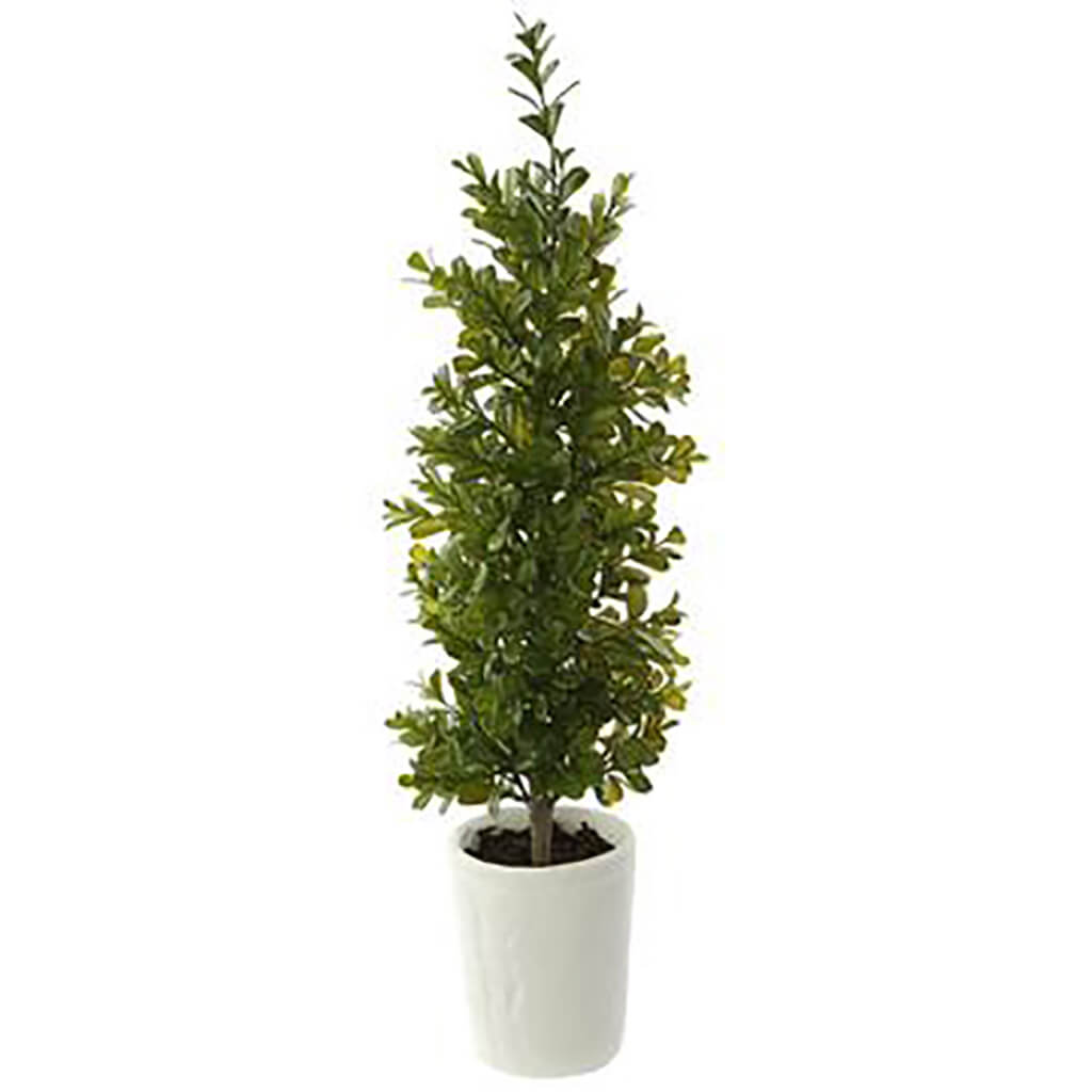 Boxwood Cone Topiary in Clay Pot Green, 21in