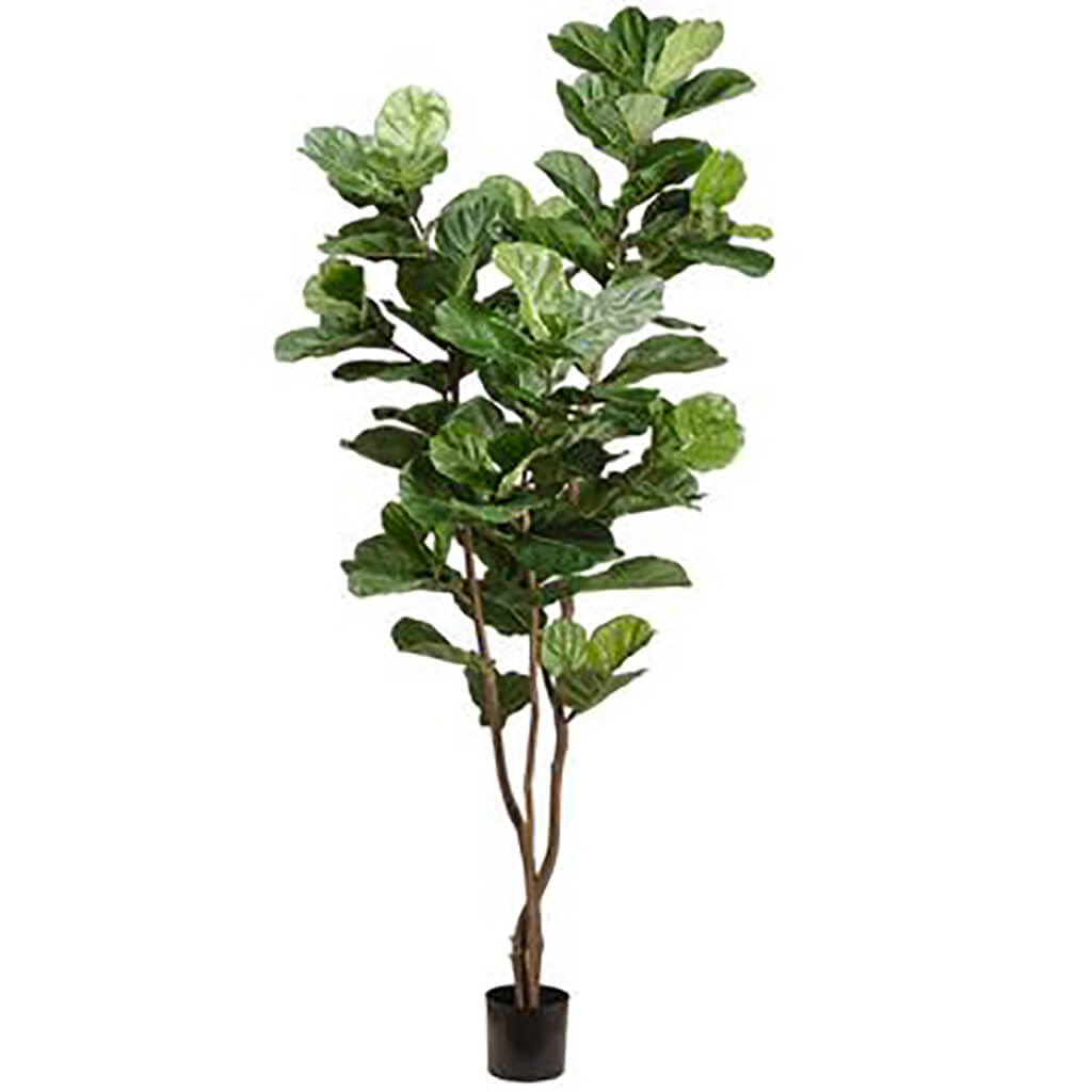 Fiddle Leaf Tree in Plastic Pot Green, 90.5in