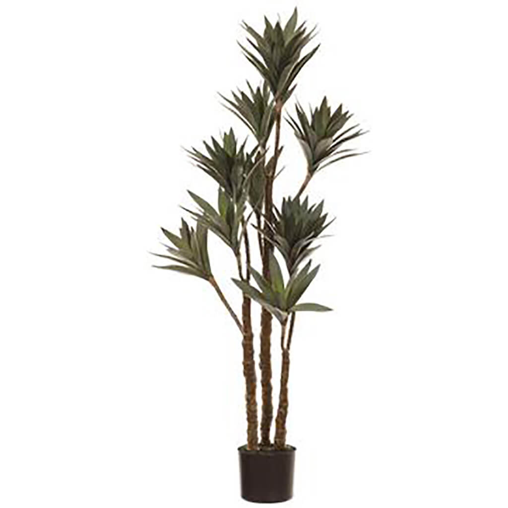 Yucca Plant in Plastic Pot Green, 48in