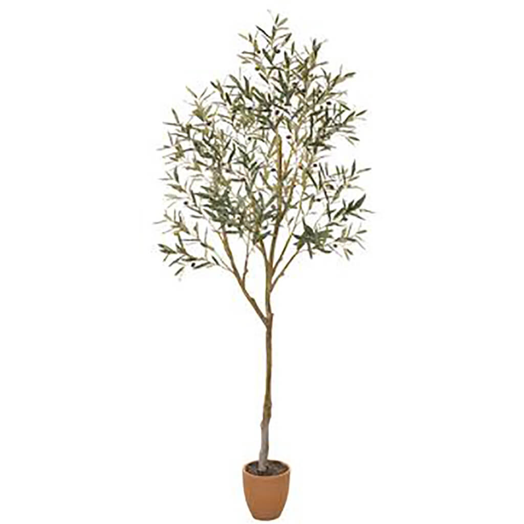 Olive Tree in Cement Pot Green, 84in