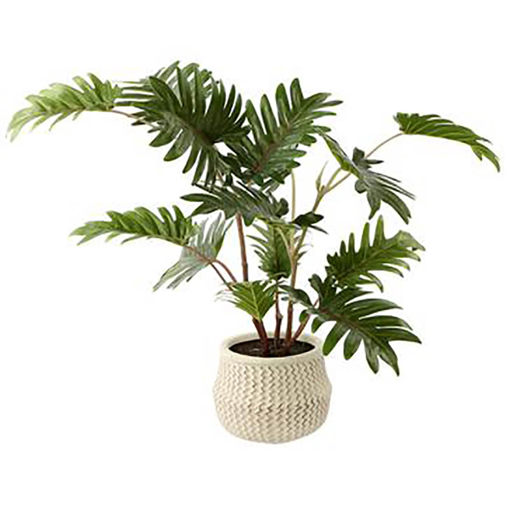 Philodendron Selloum Plant in Cement Pot Green, 20in