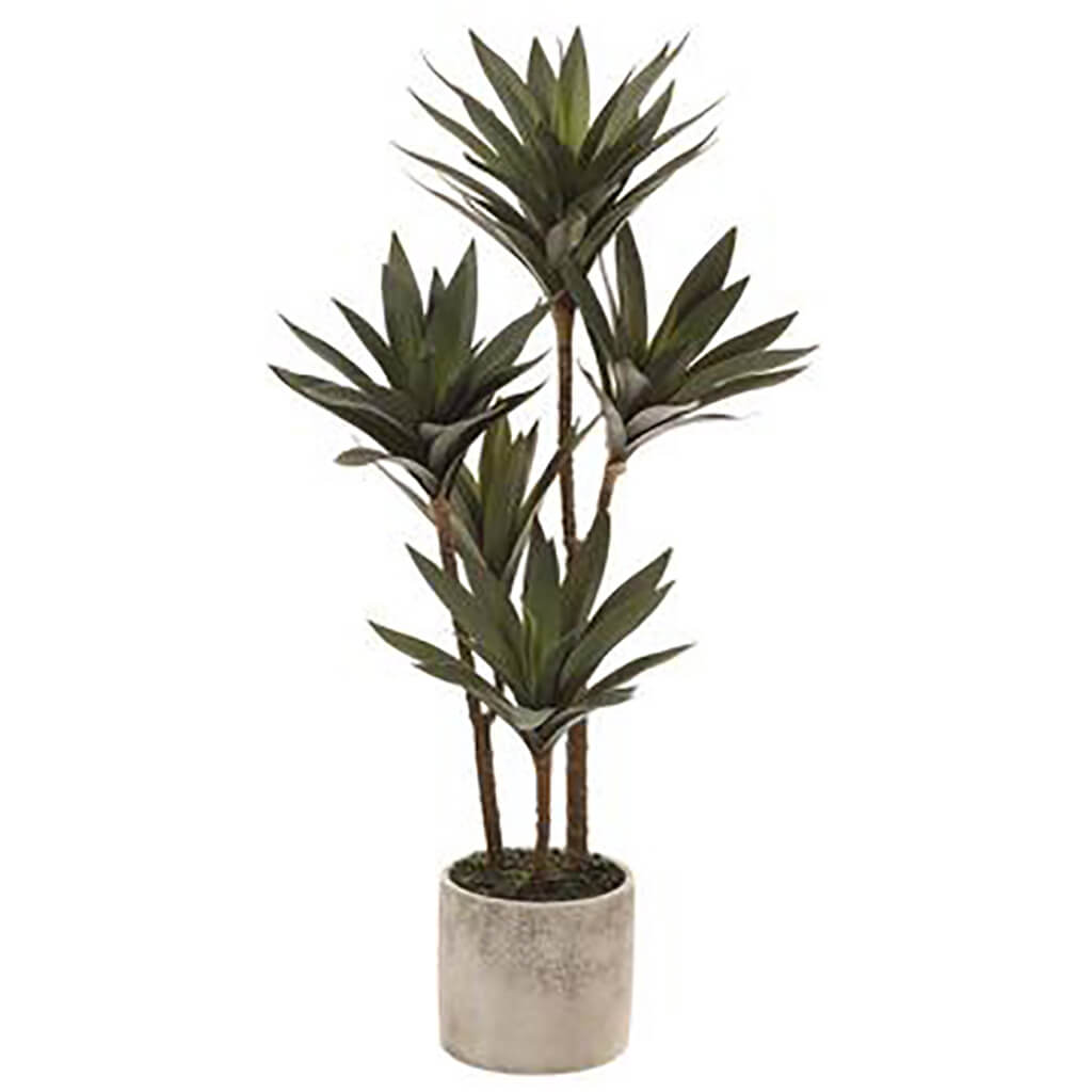 Yucca Plant in Cement Pot Green, 31in