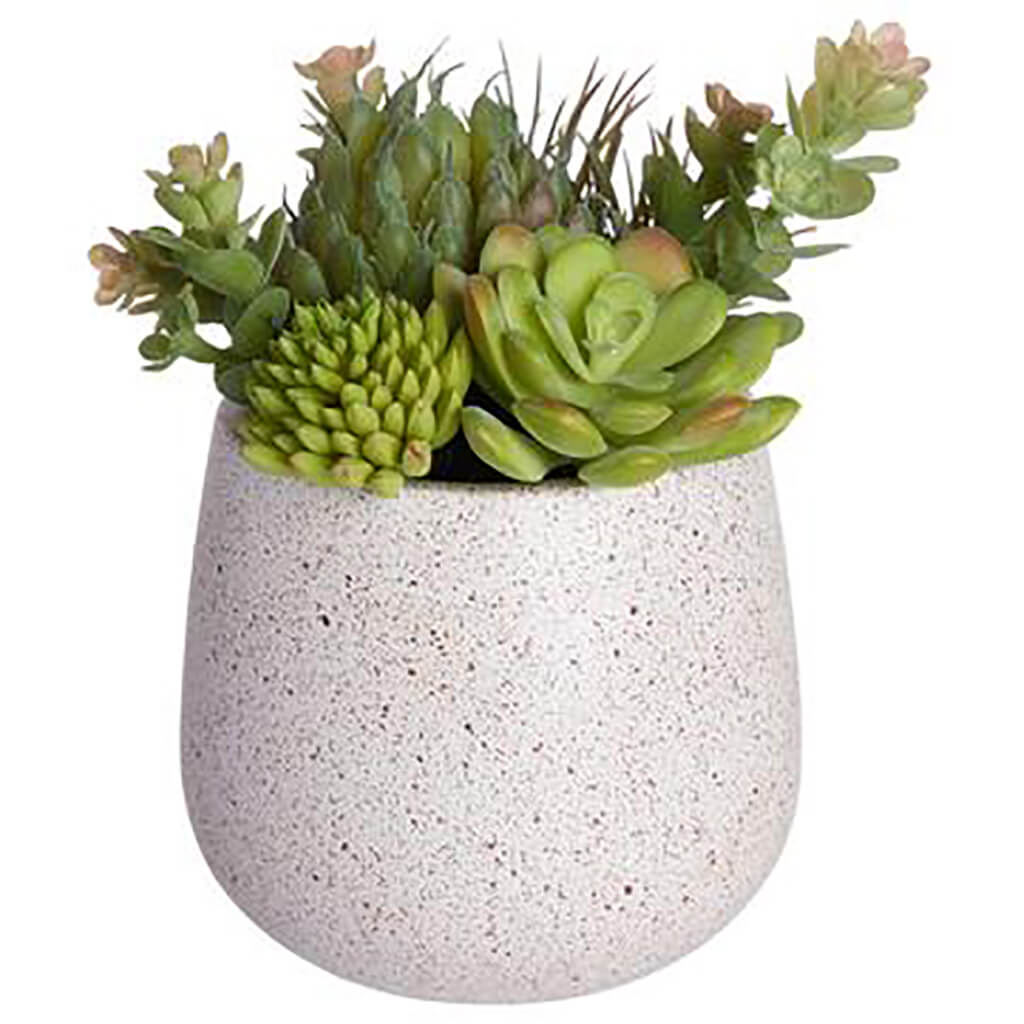 Succulent in Poly Resin Pot Green Mauve, 6in