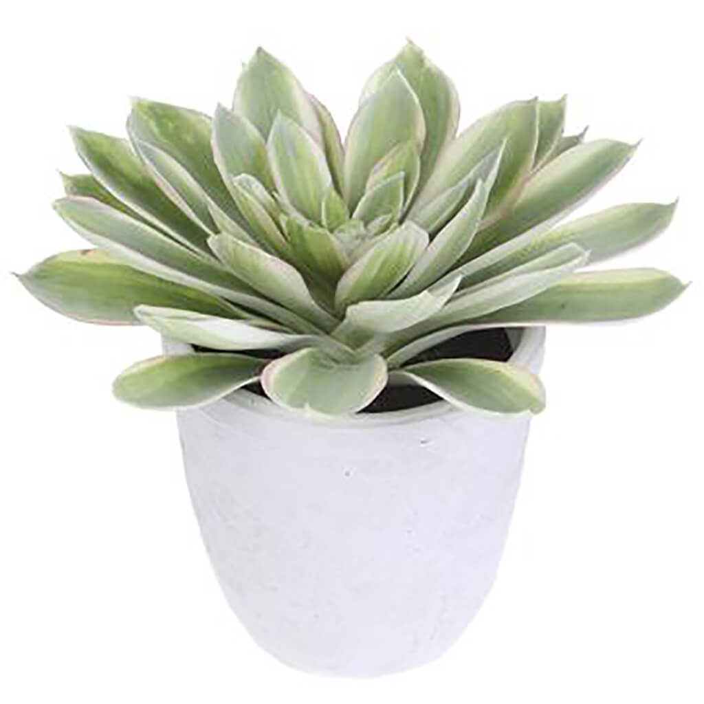 Echeveria in Cement Pot Green Cream, 12in