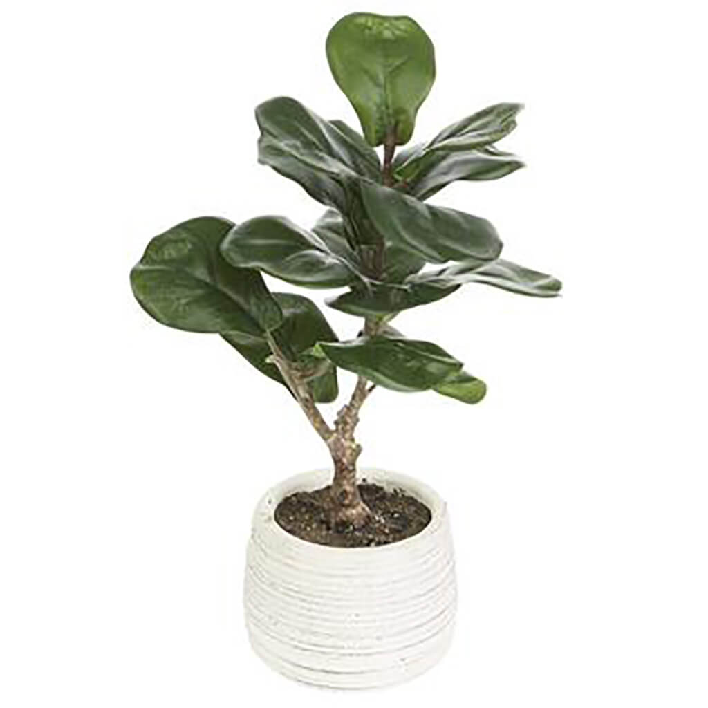 Fiddle Plant in Cement Pot Green, 14in