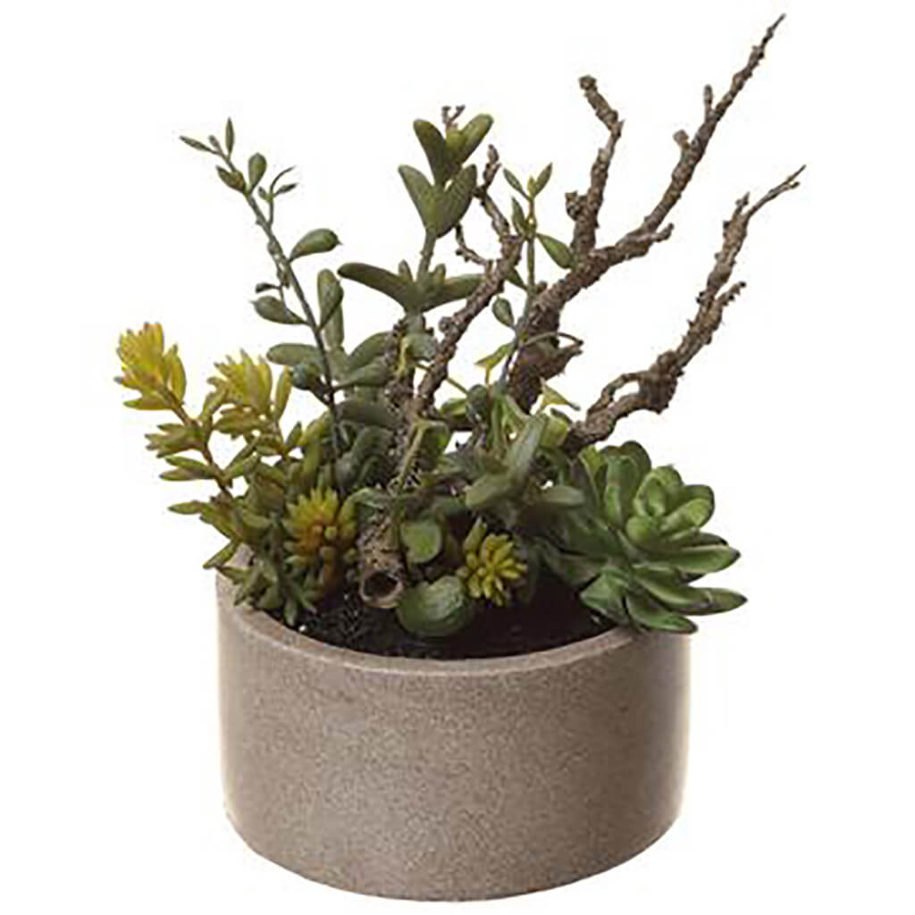 Succulent in Cement Pot Two Tone Green, 11in