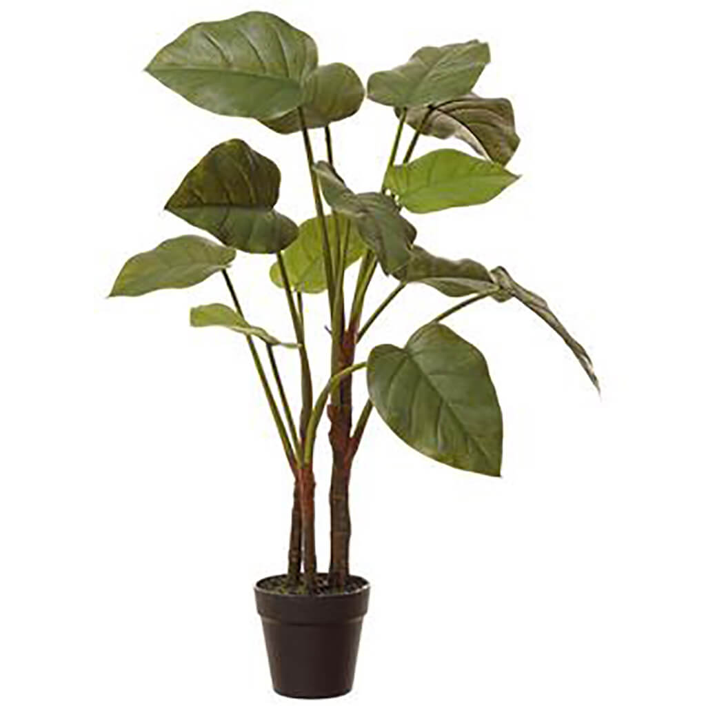 Calla Lily Leaf Plant in Plastic Pot Green, 33in