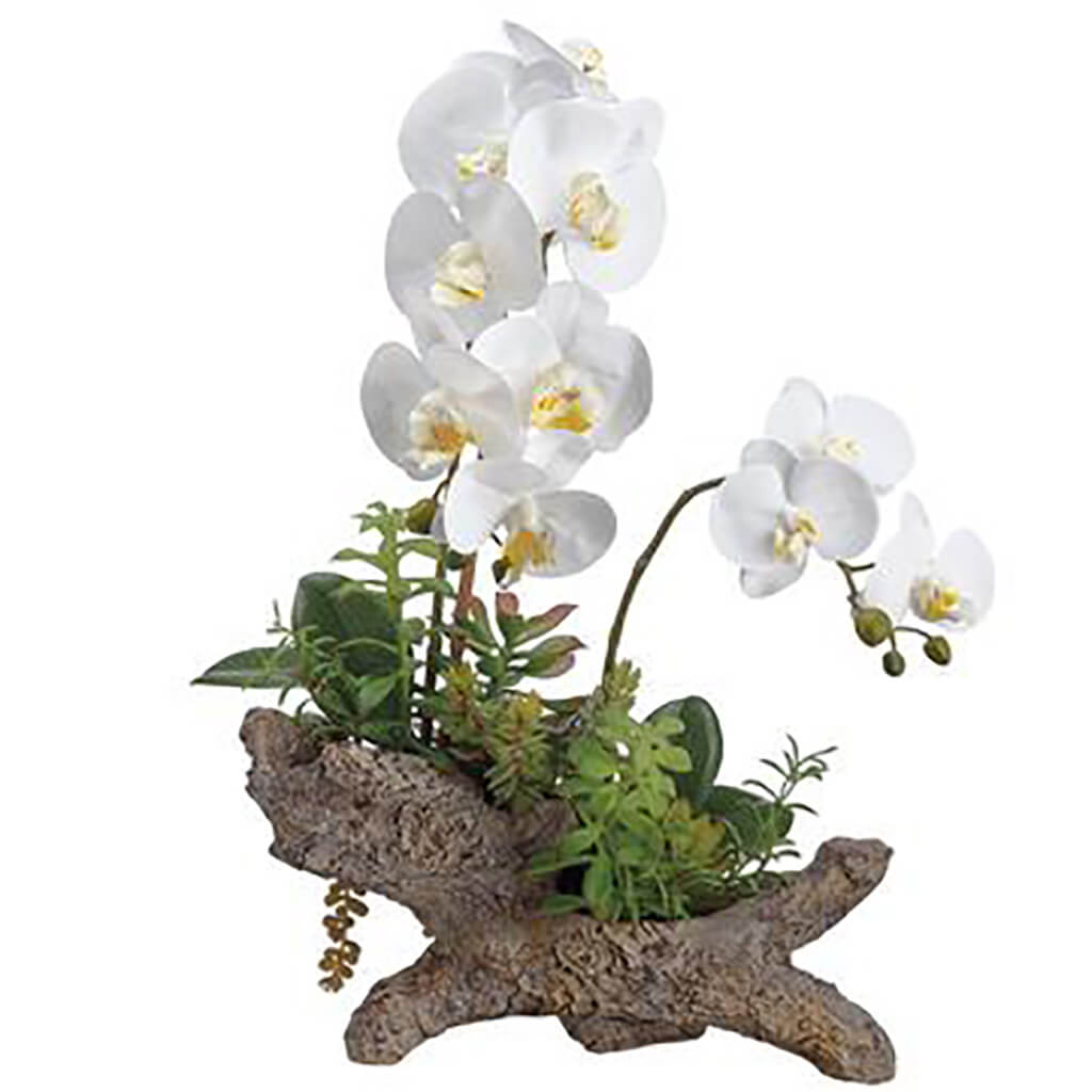 Phalaenopsis Orchid/Succulent in Cement Log White Green, 21in