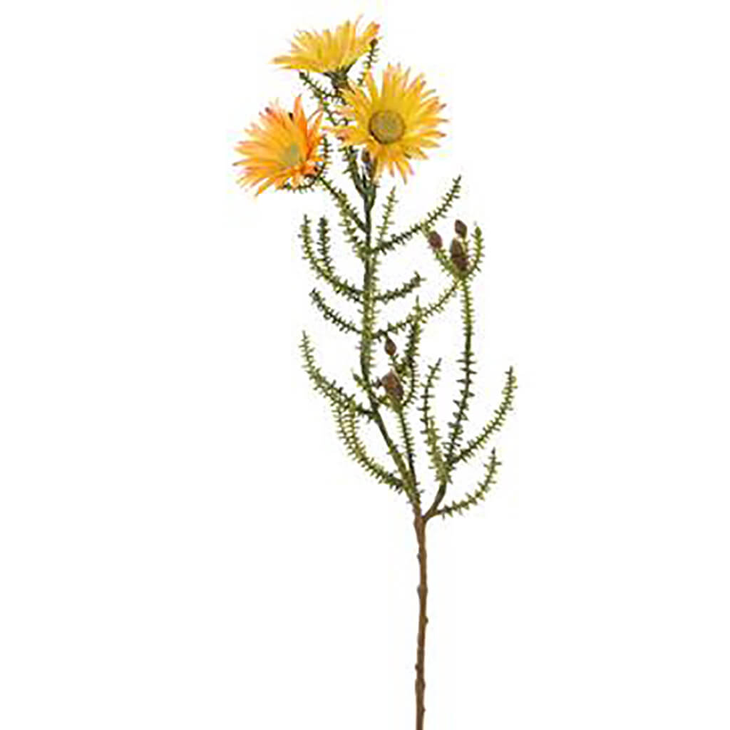 Blooming Kaaps Green Spray 24in yellow